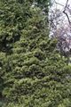 Picea abies Merki-2 Świerk pospolity